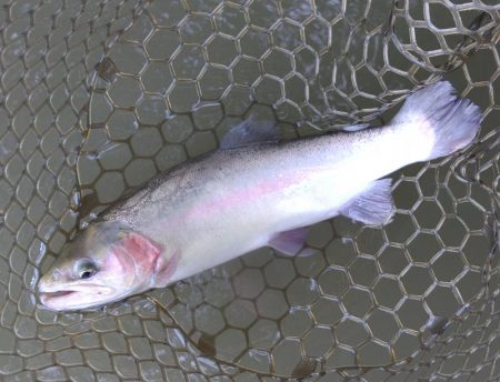 ベストシーズンのはずだが ～大安トラウトレイク～